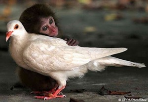 monkey_pigeon_love_friend_cute_picture